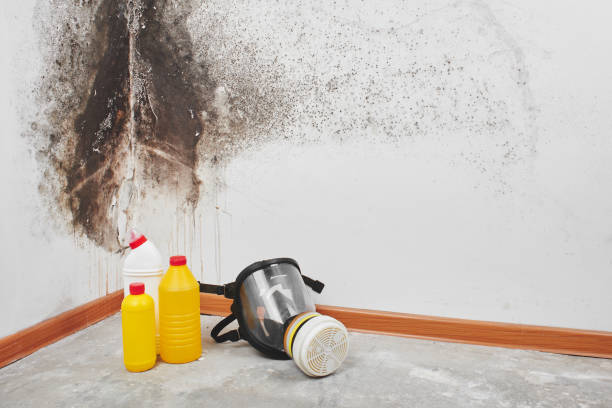 Best Certified Mold Removal  in New California, OH