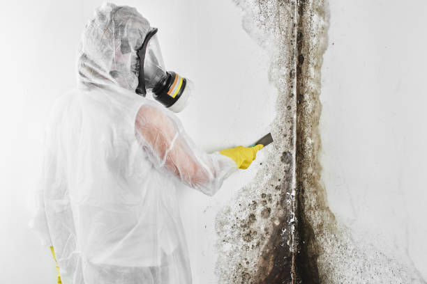 Best Professional Mold Removal  in New California, OH