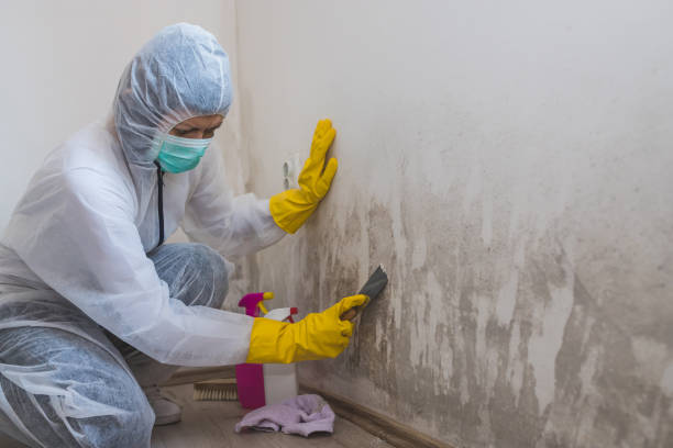 Best Mold Testing  in New California, OH