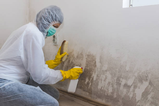 Best Crawl Space Mold Removal  in New California, OH