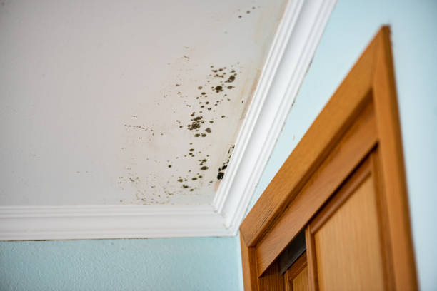 Best Local Mold Removal Service  in New California, OH