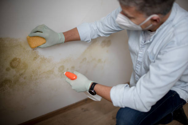 Best Affordable Mold Removal  in New California, OH