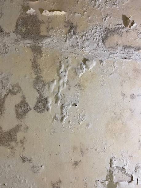 Best Mold Cleaning Services  in New California, OH
