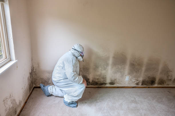 Best Professional Mold Removal  in New California, OH