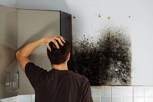 Best Commercial Mold Removal  in New California, OH