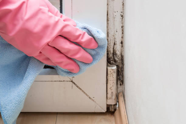 Best Residential Mold Removal  in New California, OH