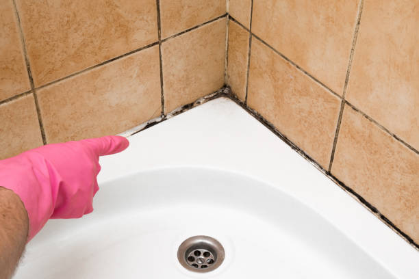 Certified Mold Removal in New California, OH