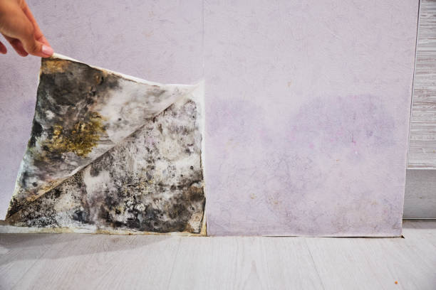 Professional Mold Removal in New California, OH